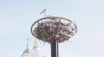 Фотографии Гостевой дом Усадьба Дивное г. Дивеево Нижегородская область (Россия) №2 Фото Гостевой дом Усадьба Дивное г. Дивеево 2
